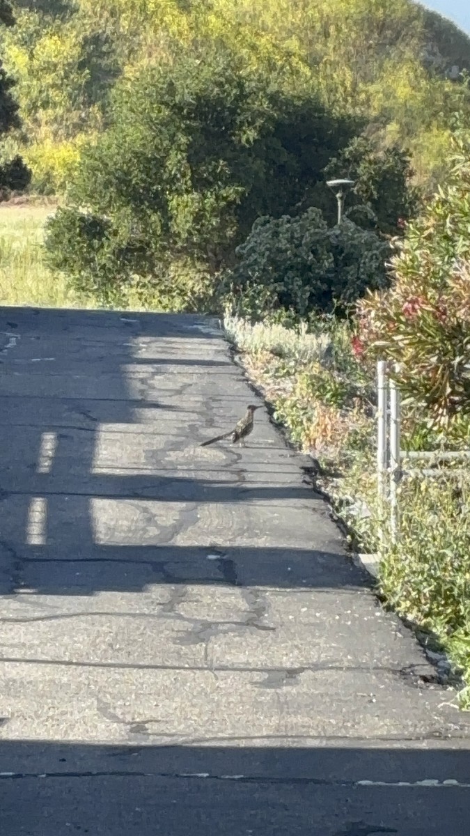 Greater Roadrunner - ML636518690
