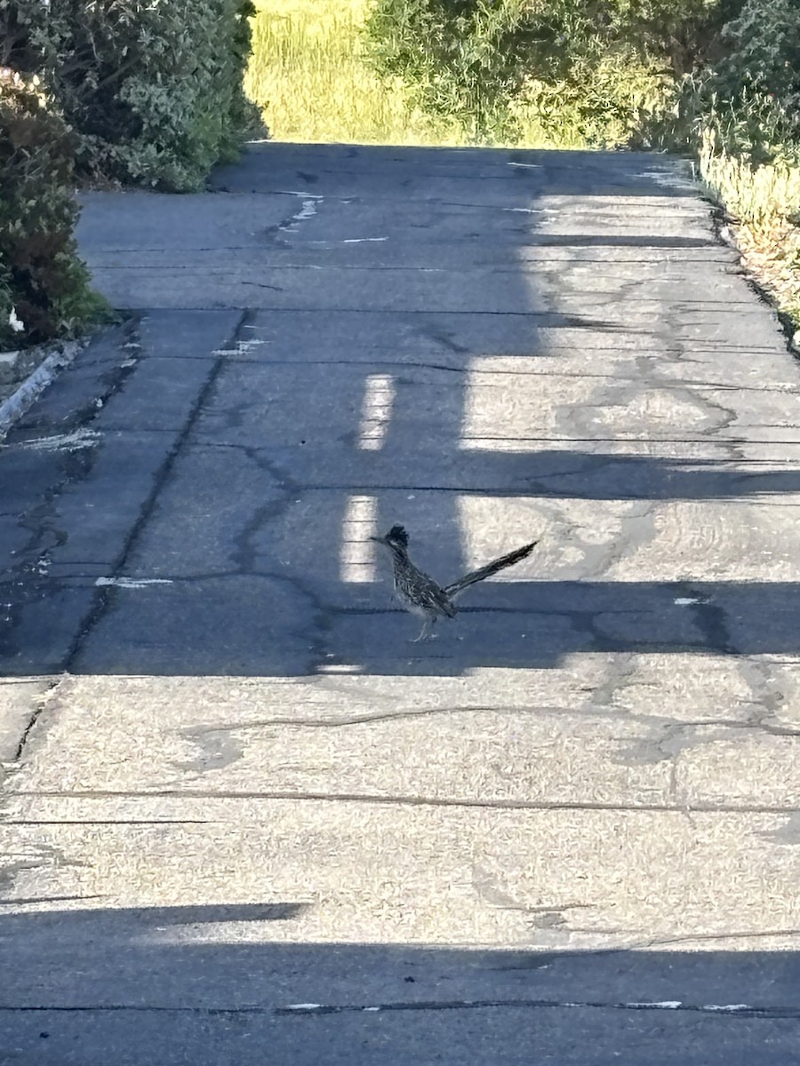 Greater Roadrunner - ML636518691