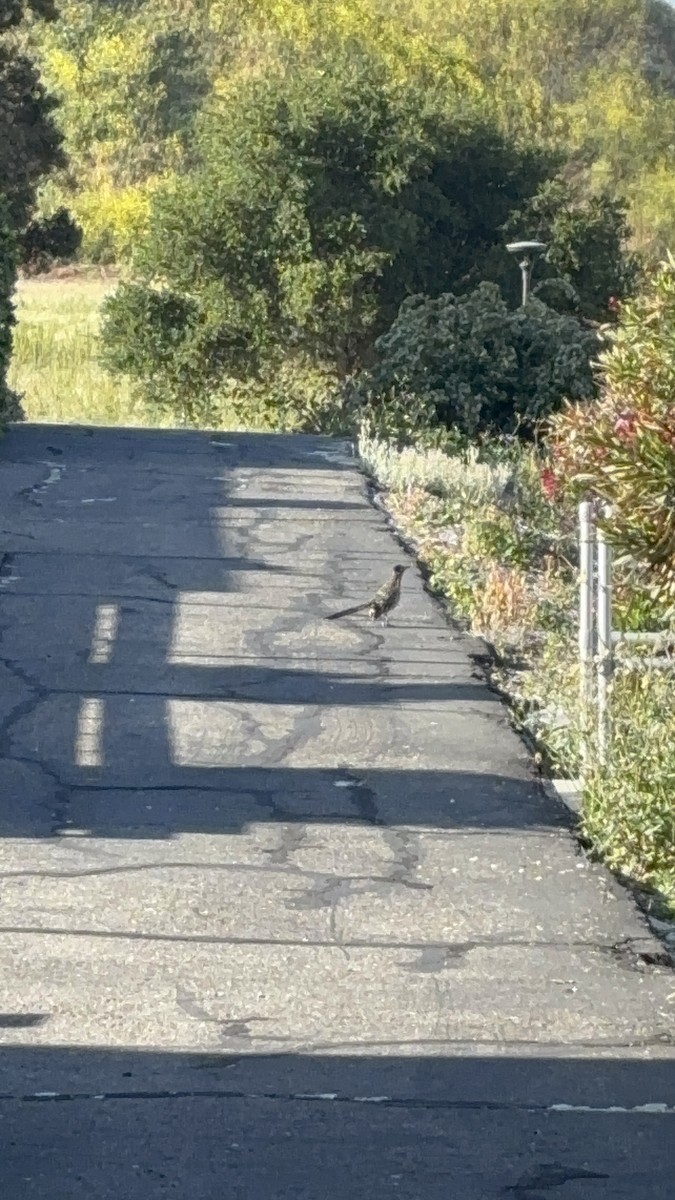 Greater Roadrunner - ML636518692