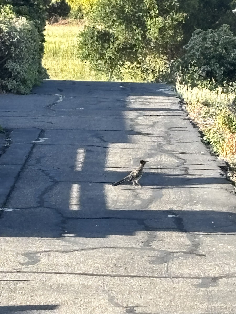 Greater Roadrunner - ML636518695