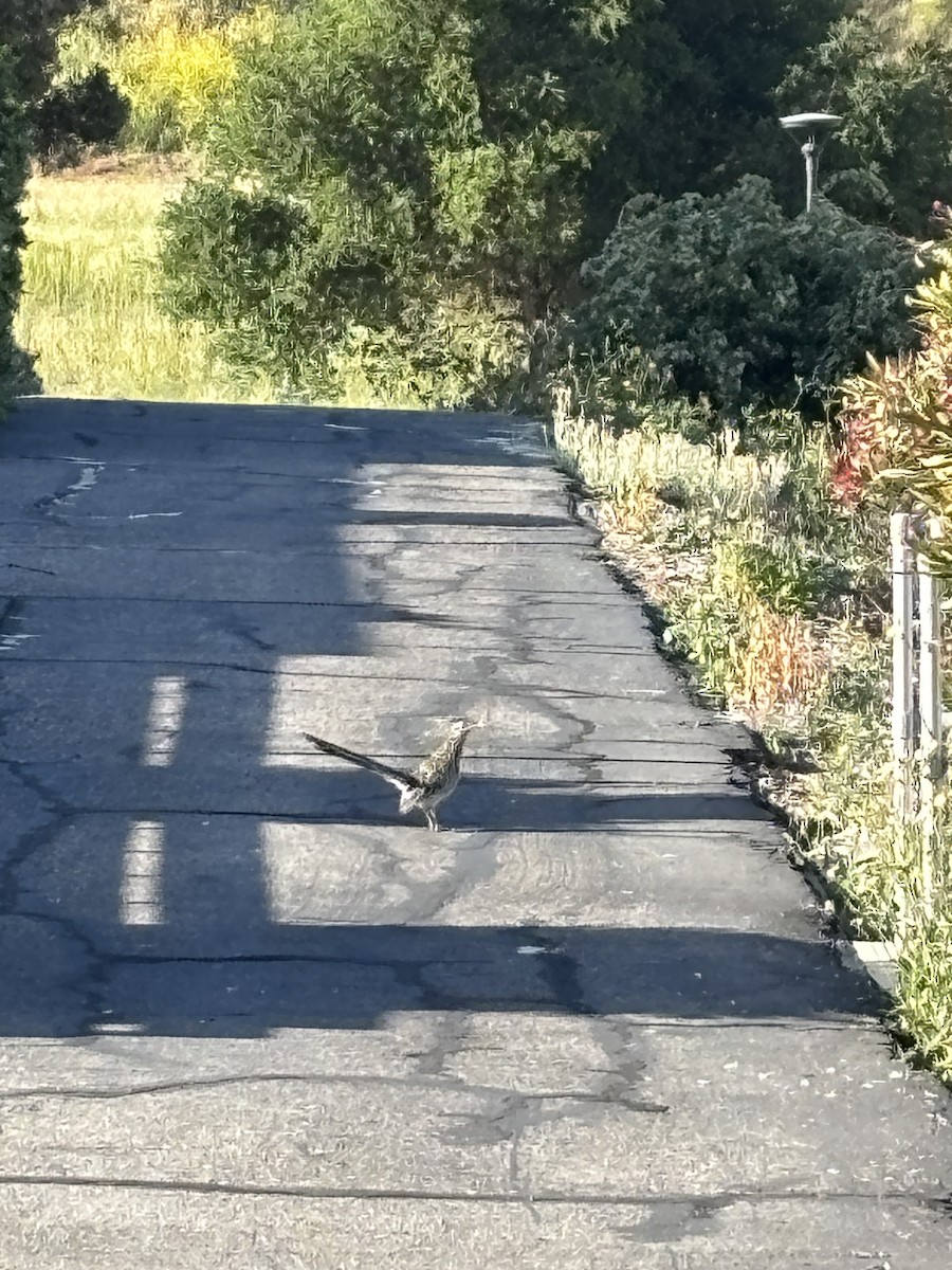 Greater Roadrunner - ML636518696