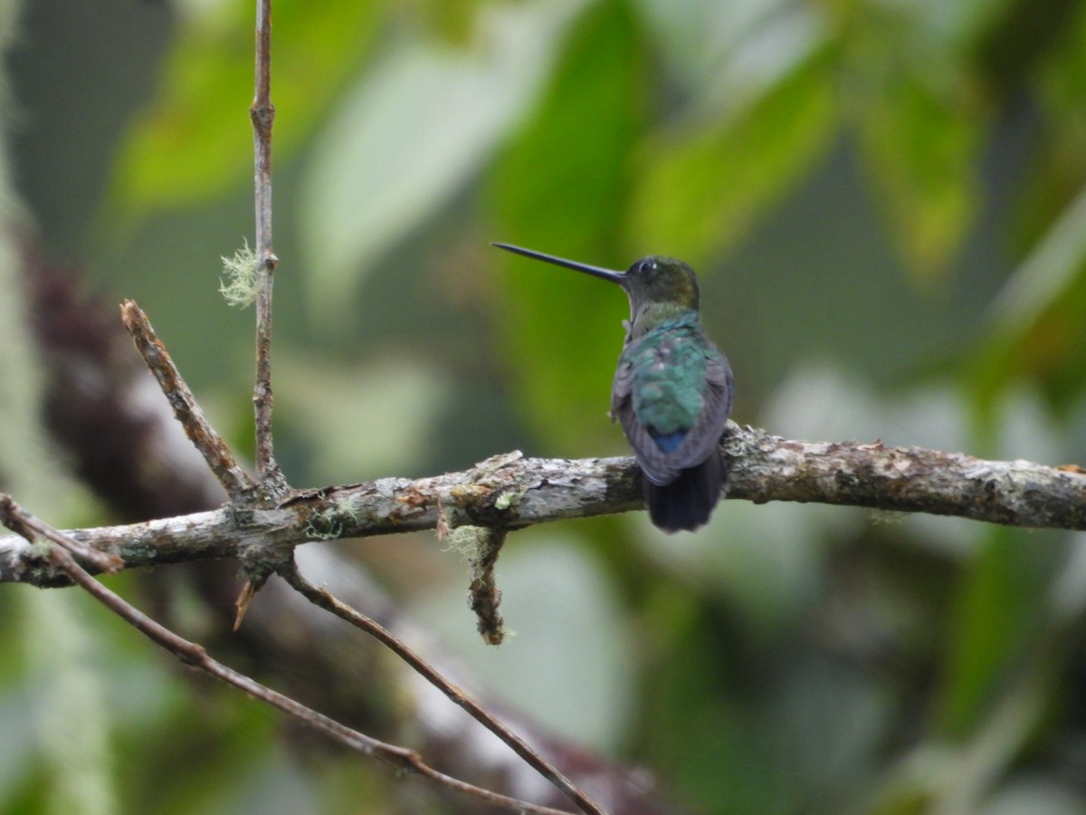 Green-fronted Lancebill - ML636518737