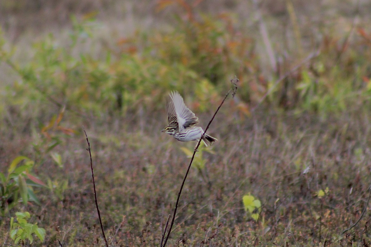 Savannah Sparrow - ML636518753