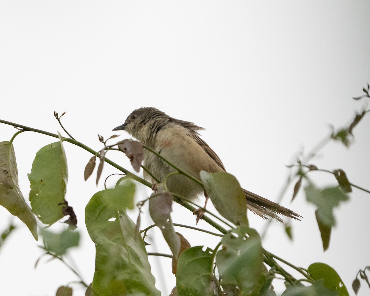 Annam Prinia - ML636518777