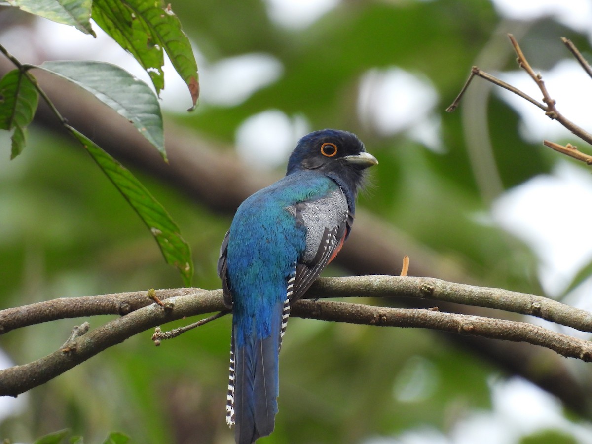 Blue-crowned Trogon - ML636518807