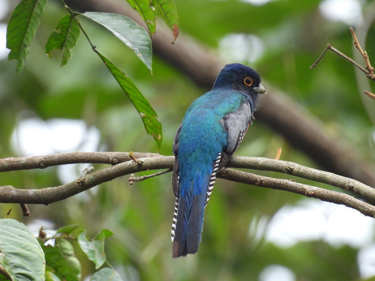 Blue-crowned Trogon - ML636518808