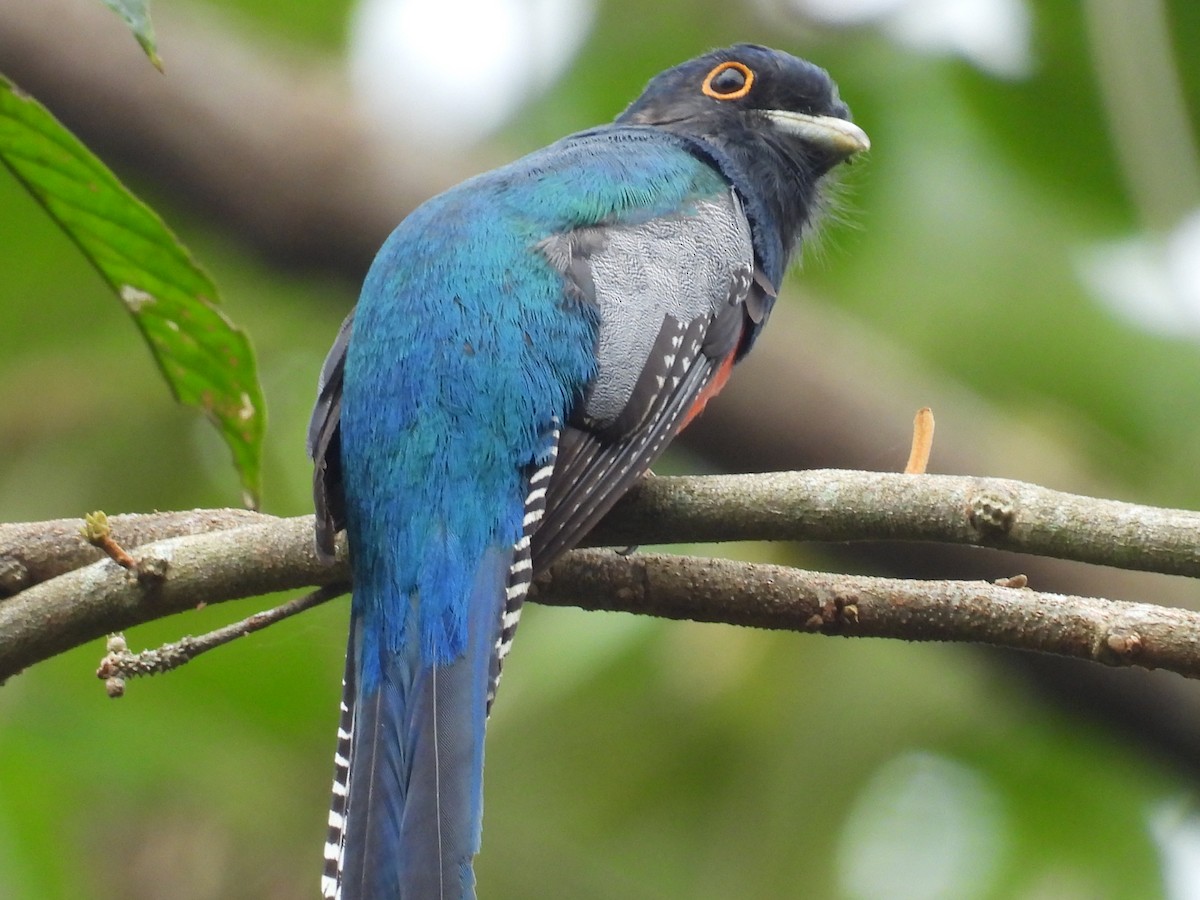 Blue-crowned Trogon - ML636518809