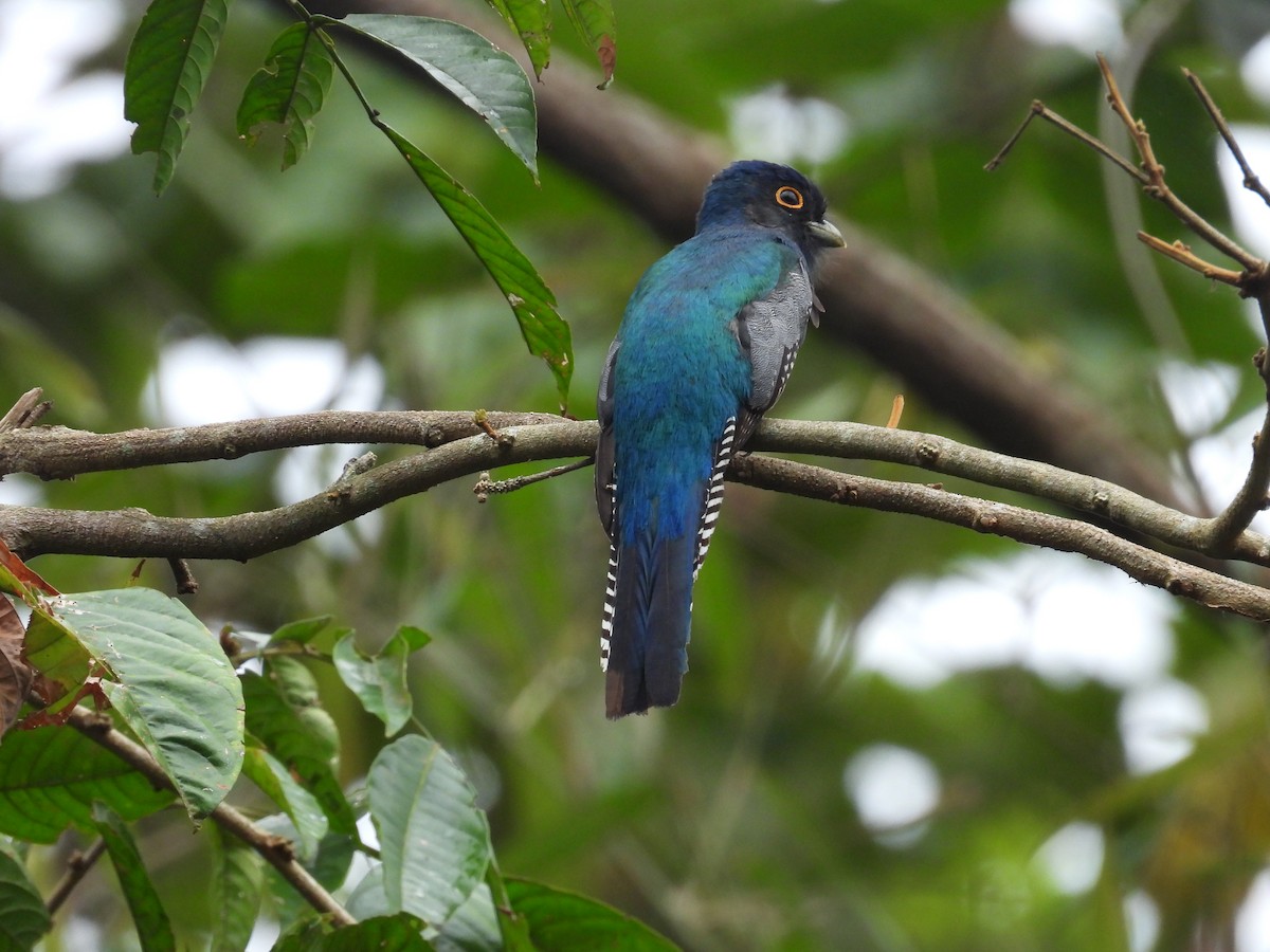 Blue-crowned Trogon - ML636518810