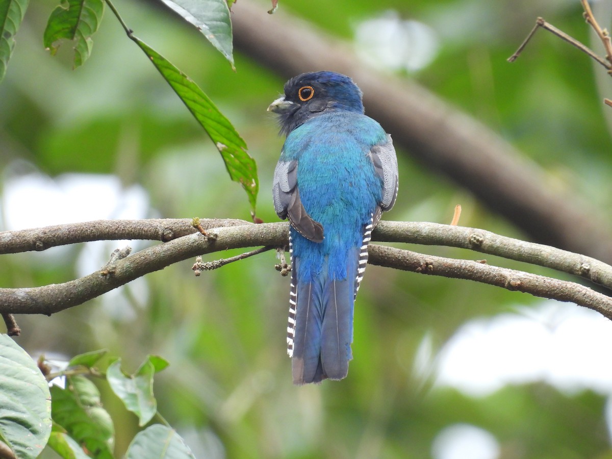 Blue-crowned Trogon - ML636518811