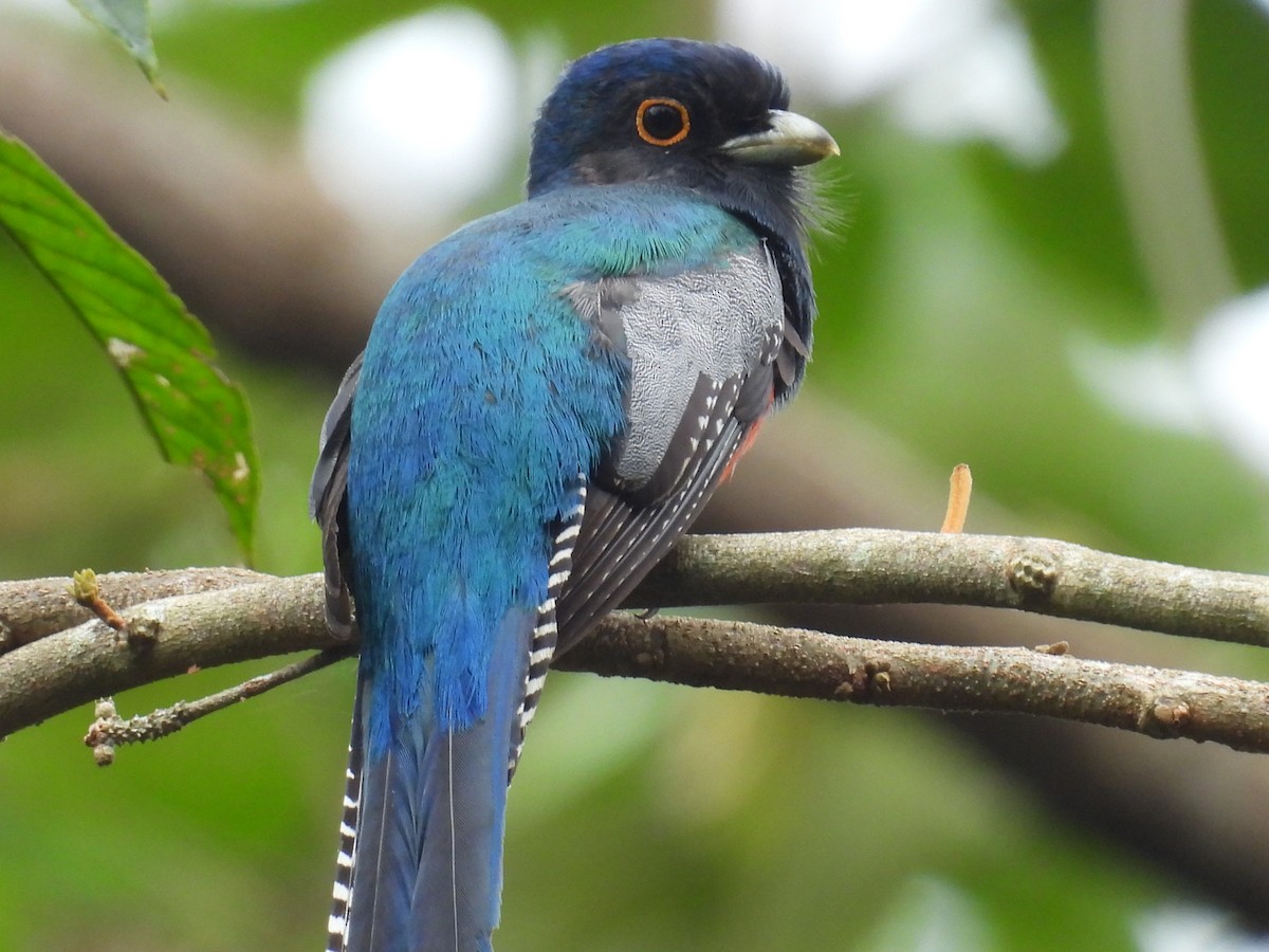 Blue-crowned Trogon - ML636518812