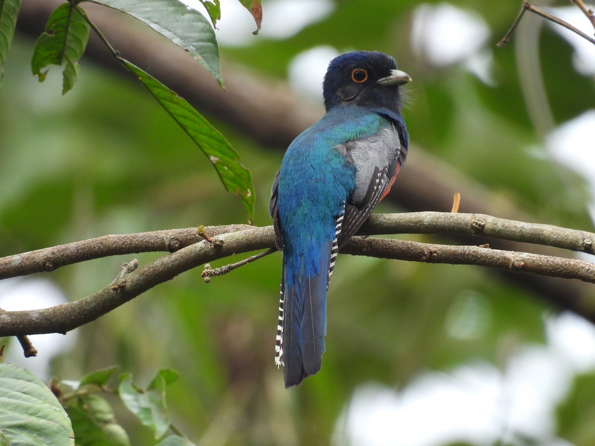 Blue-crowned Trogon - ML636518813