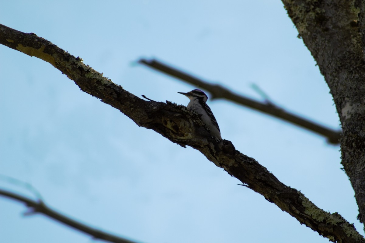 Hairy Woodpecker - ML636518919