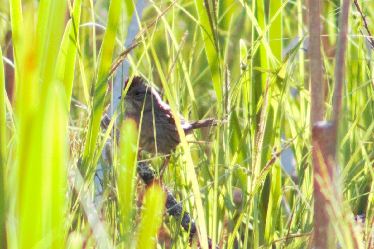 Swamp Sparrow - ML636518946