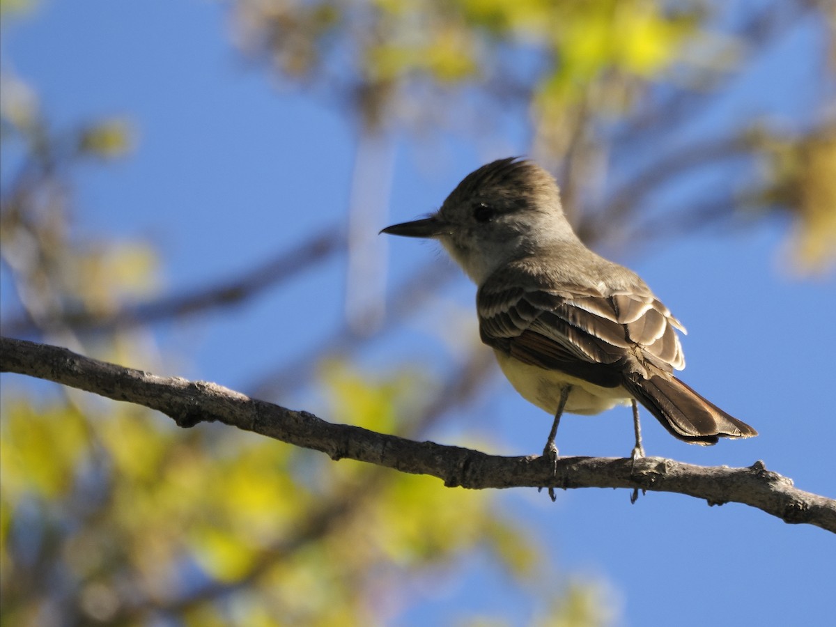 Ash-throated Flycatcher - ML636518990