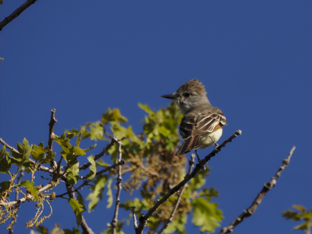 Ash-throated Flycatcher - ML636518992