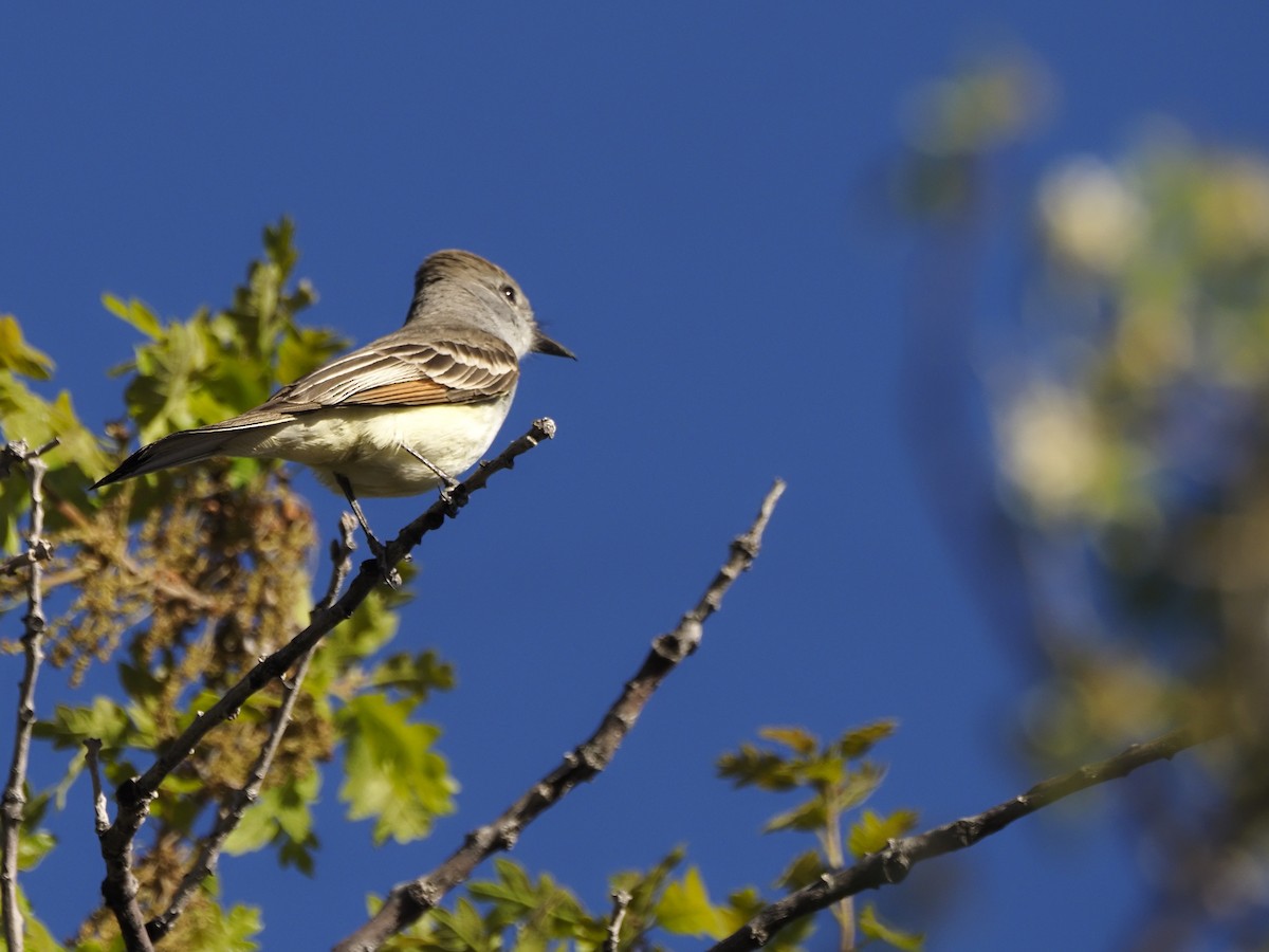 Ash-throated Flycatcher - ML636518993