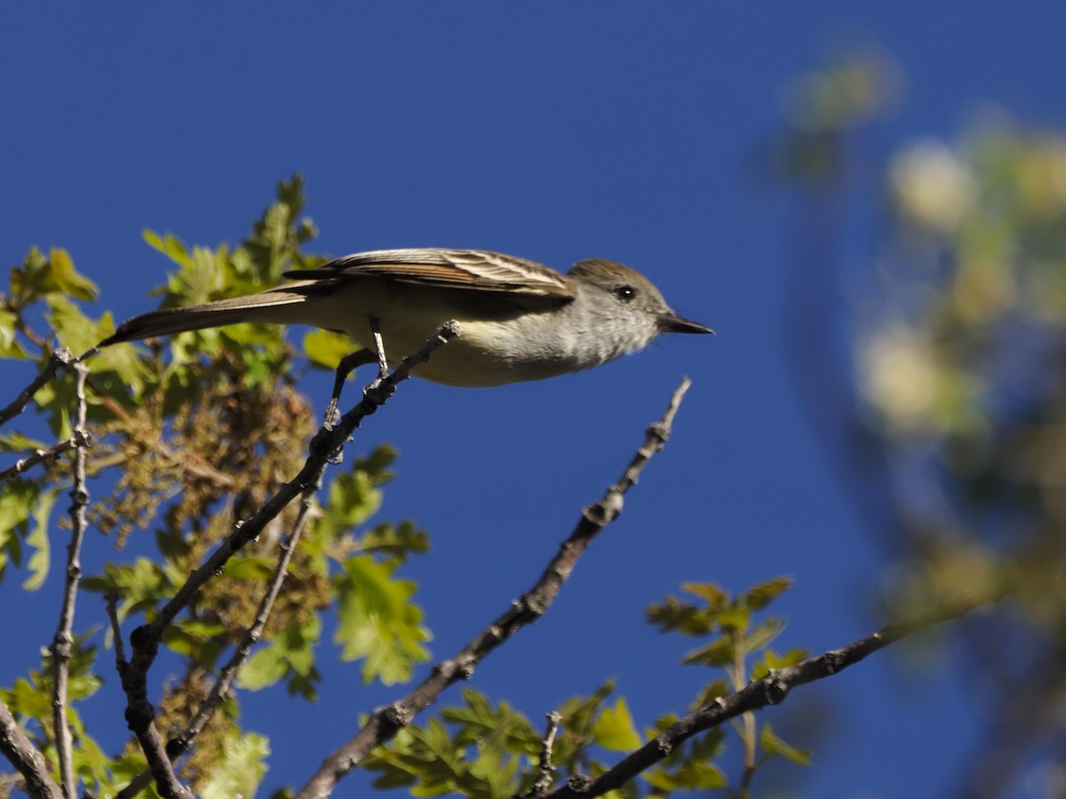 Ash-throated Flycatcher - ML636518995