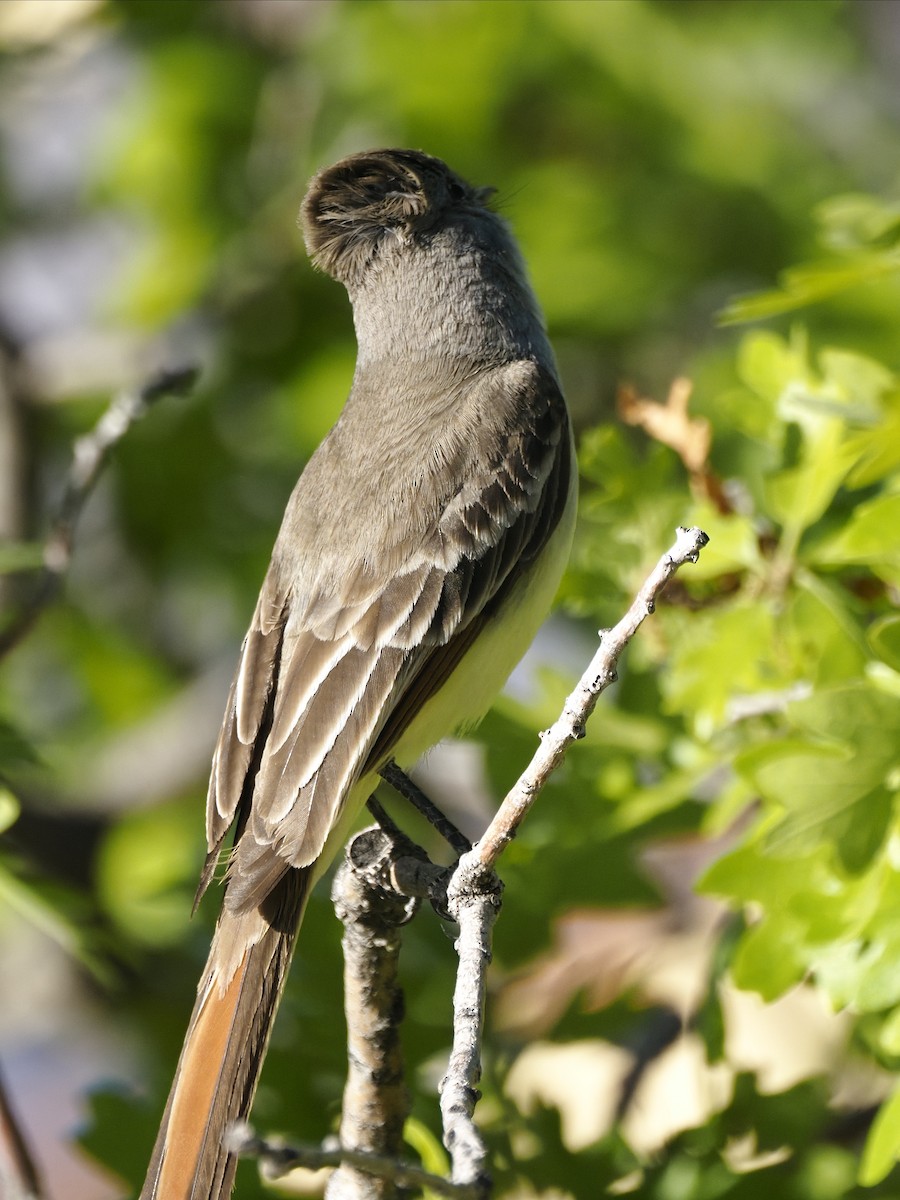 Ash-throated Flycatcher - ML636518996