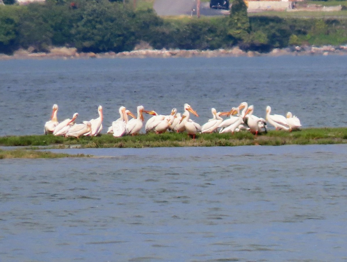 American White Pelican - ML636519034