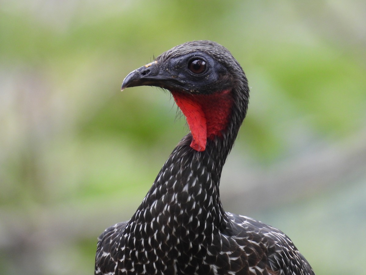 Spix's Guan - ML636519036