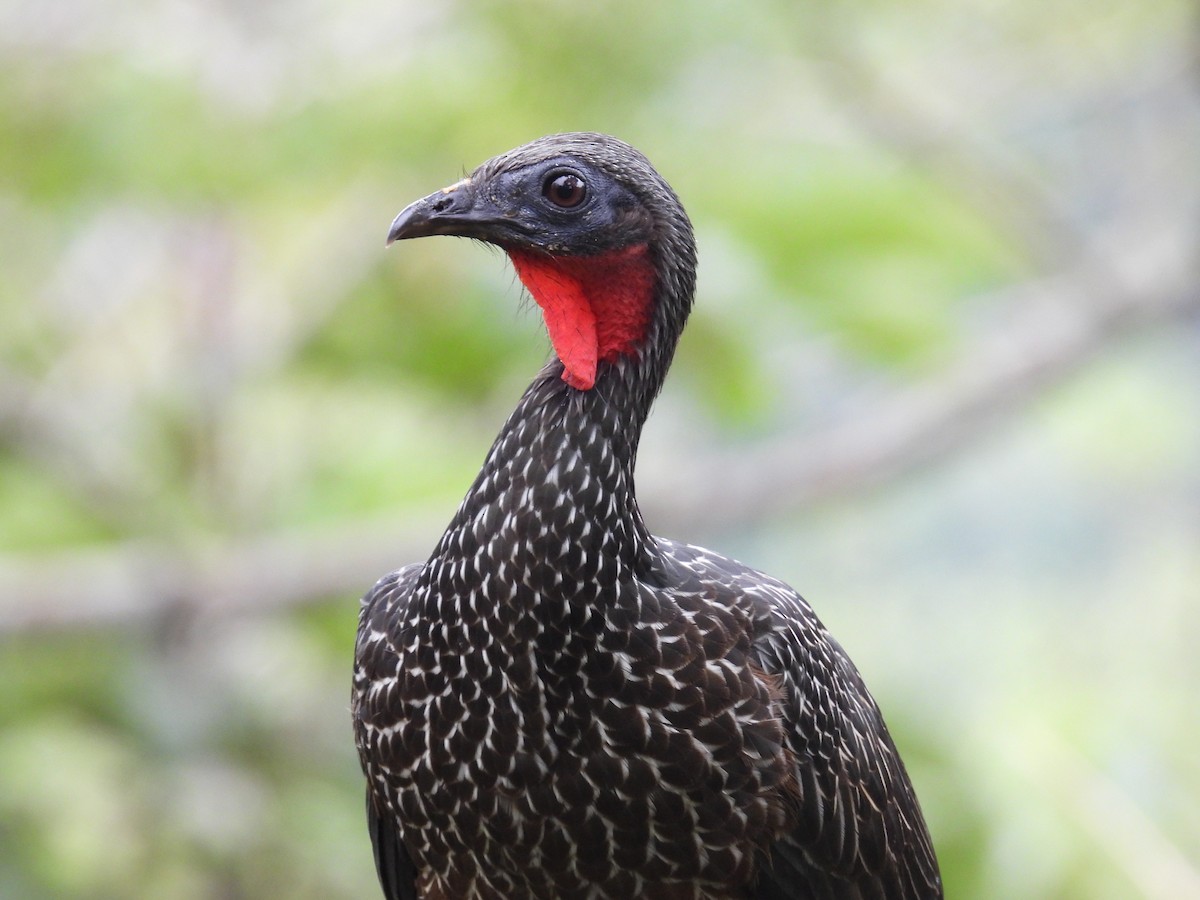 Spix's Guan - ML636519037