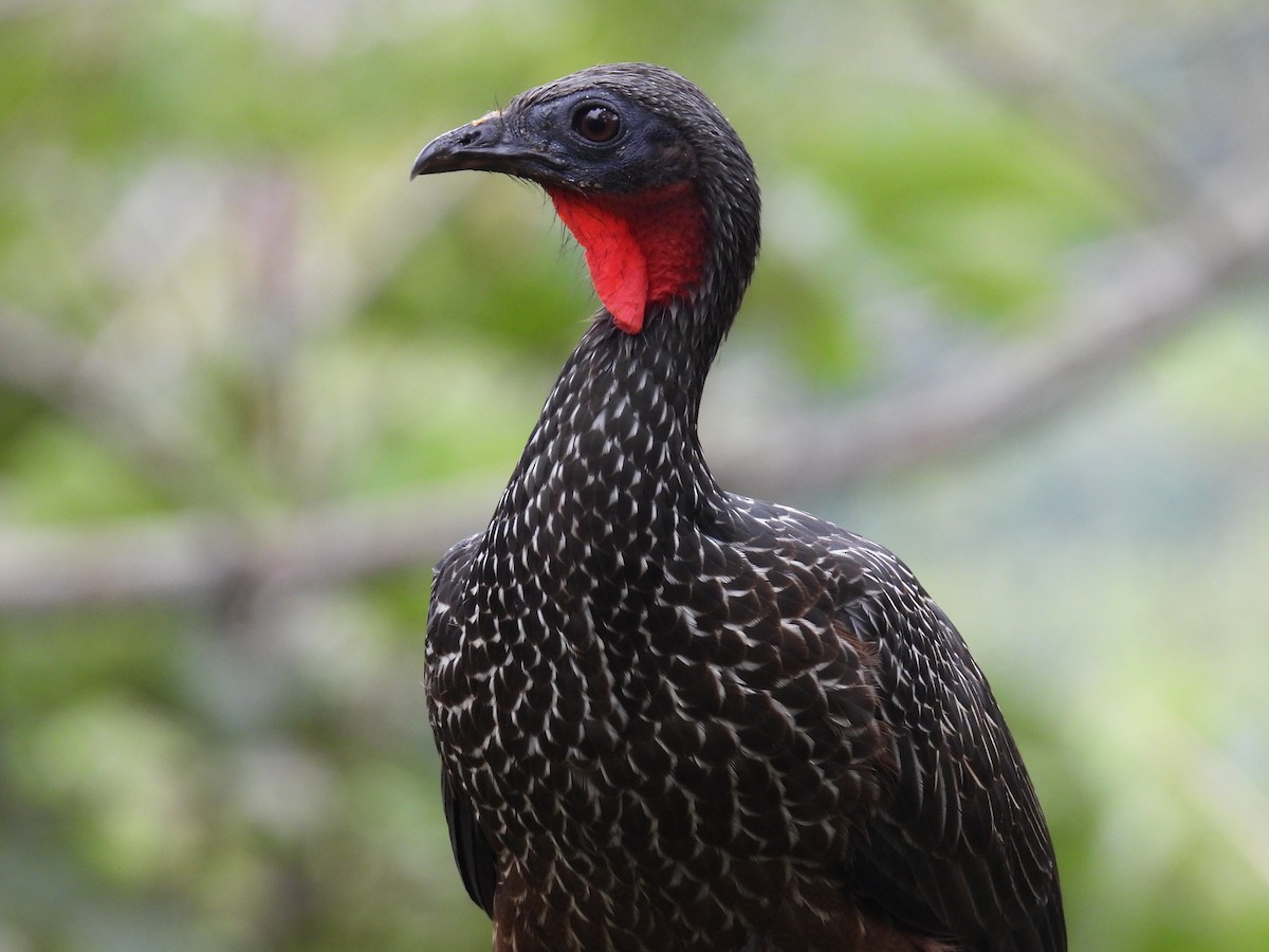 Spix's Guan - ML636519038