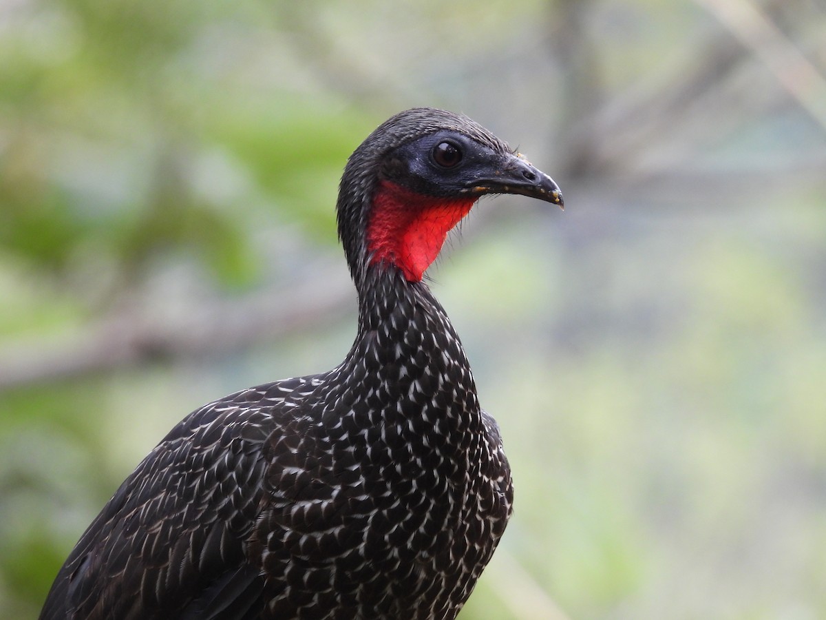 Spix's Guan - ML636519039