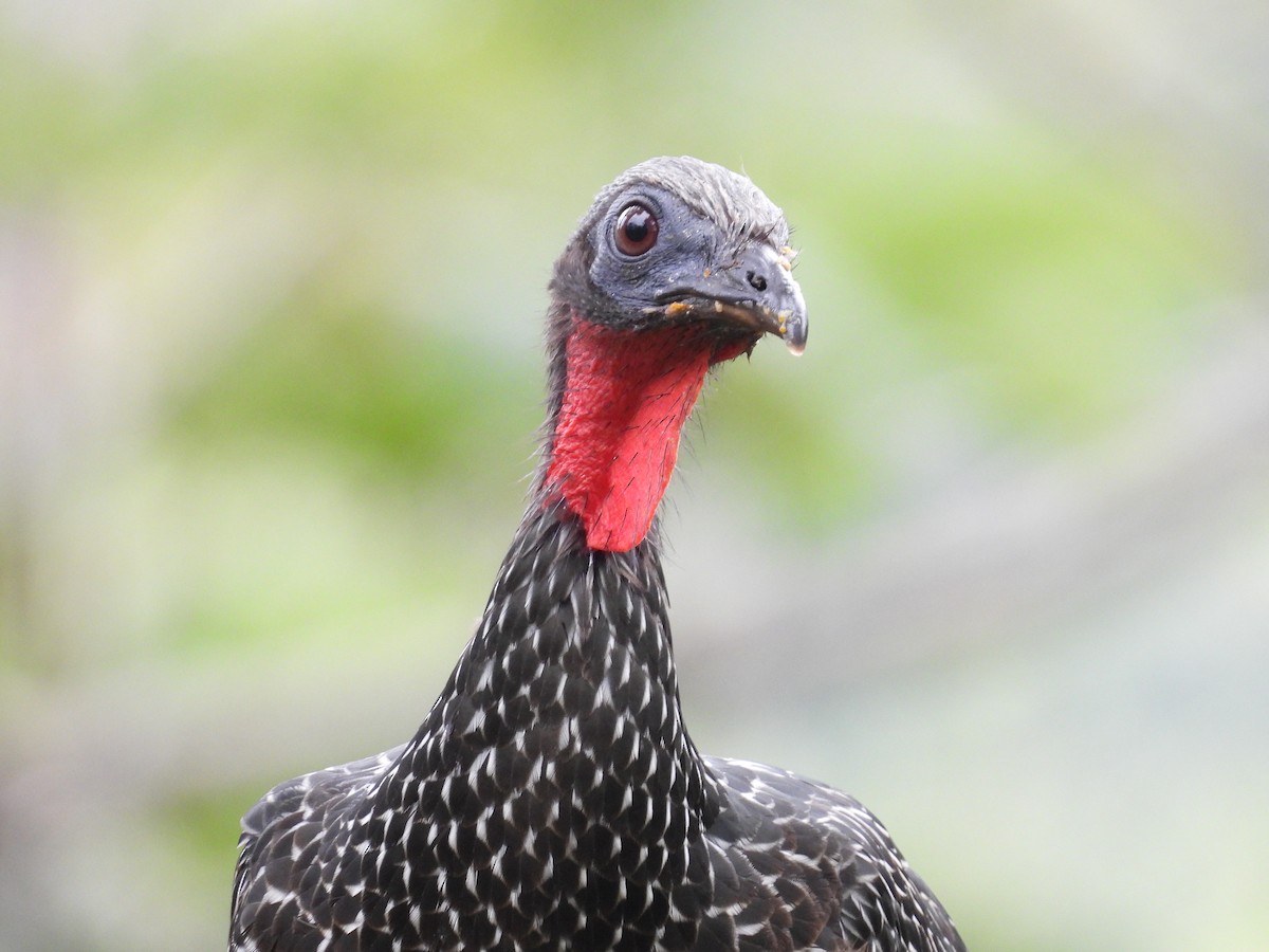 Spix's Guan - ML636519040