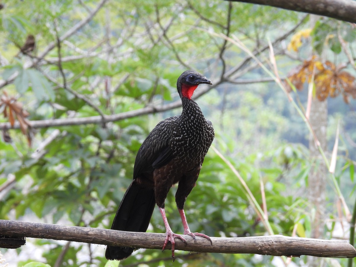 Spix's Guan - ML636519041