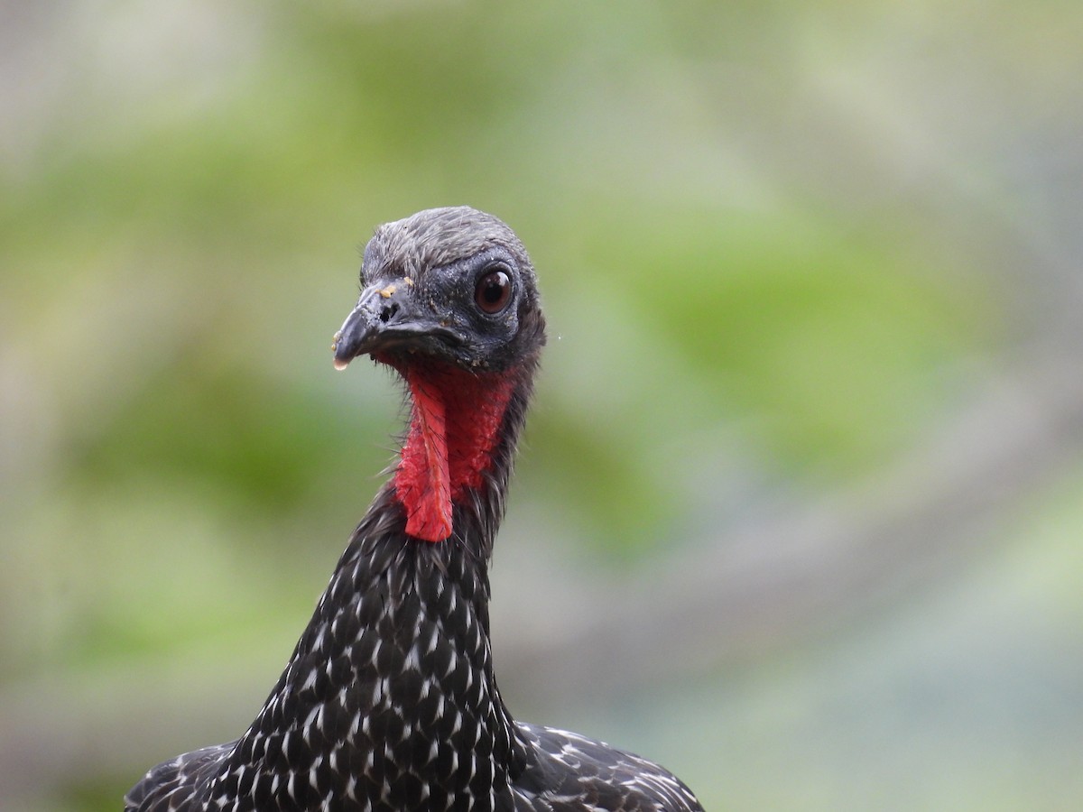 Spix's Guan - ML636519042