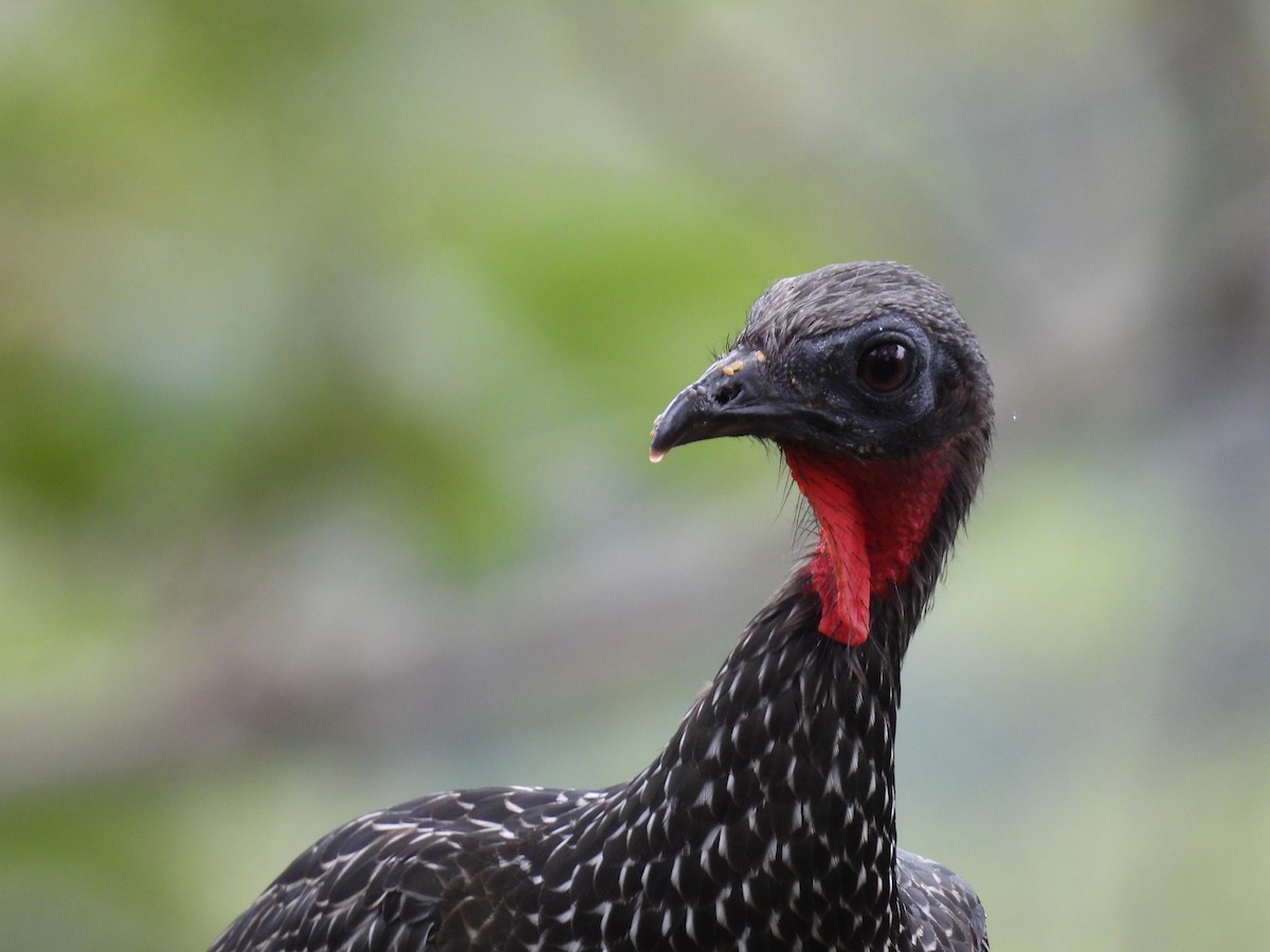 Spix's Guan - ML636519043