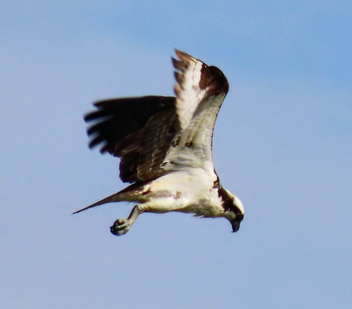 Osprey - ML636519057