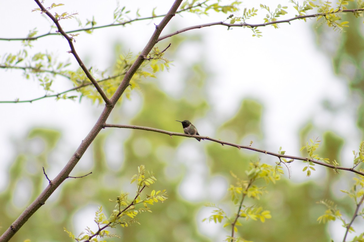Ruby-throated Hummingbird - ML636519061