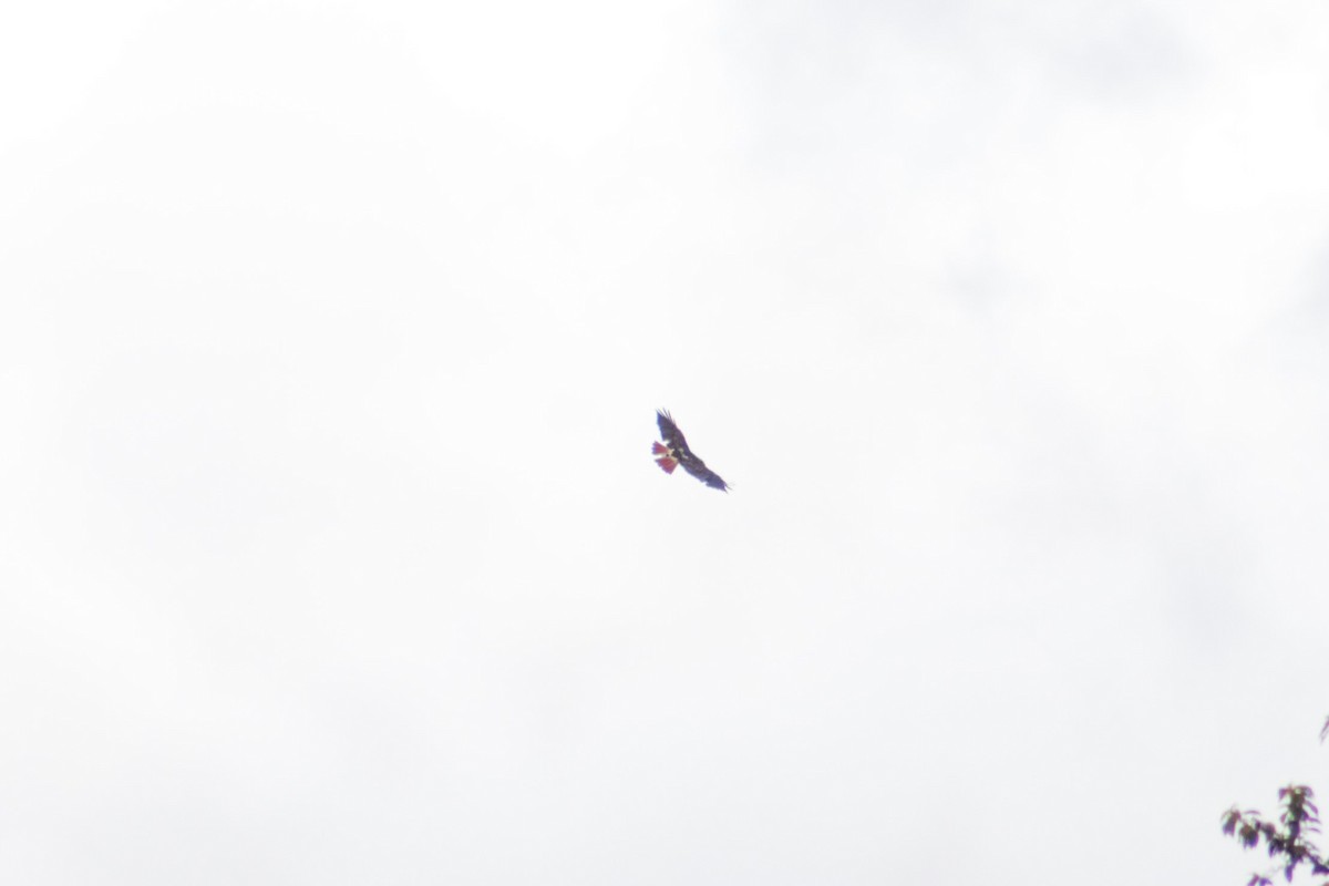 Red-tailed Hawk - ML636519070