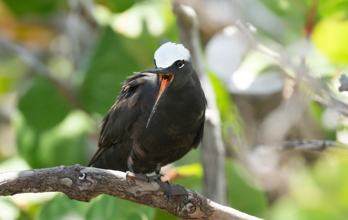 Black Noddy - ML636519112