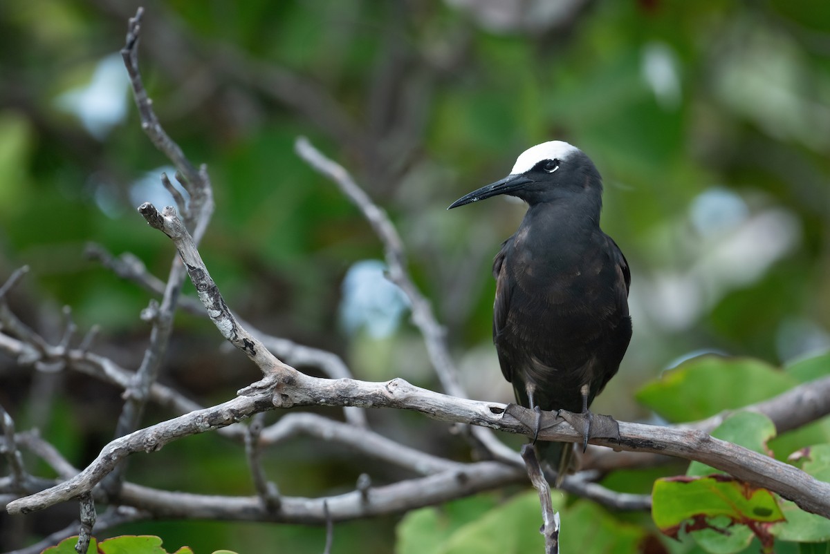 Black Noddy - ML636519113
