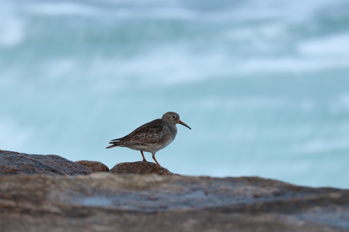 Purple Sandpiper - ML636519147