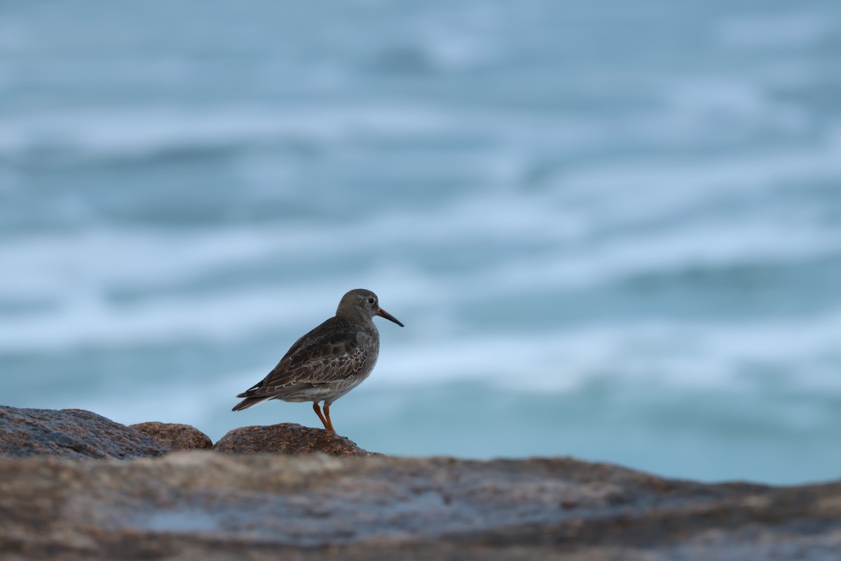 Purple Sandpiper - ML636519148