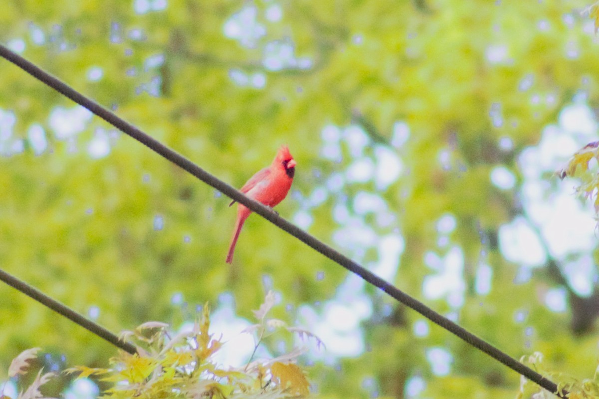 Northern Cardinal - ML636519154