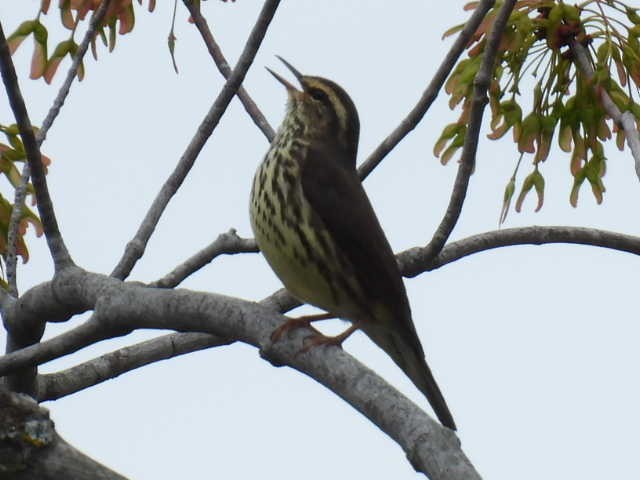 vannparula - ML636519191