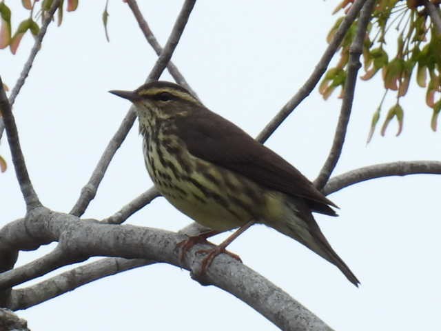 vannparula - ML636519192