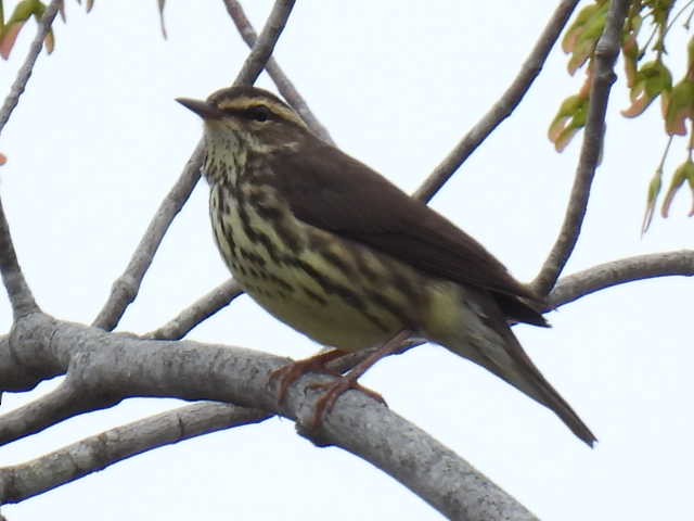 vannparula - ML636519193