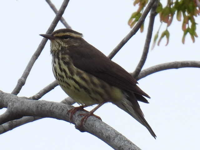 vannparula - ML636519194