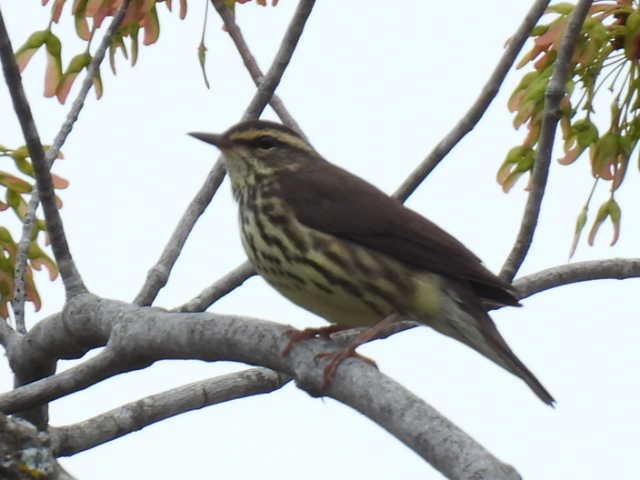 vannparula - ML636519195