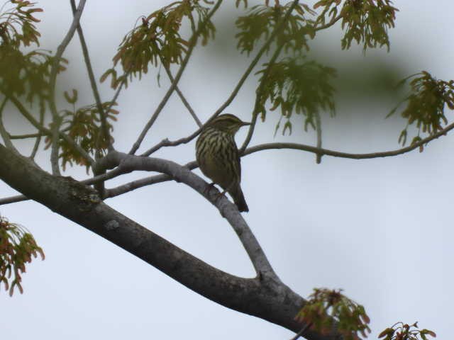 vannparula - ML636519196