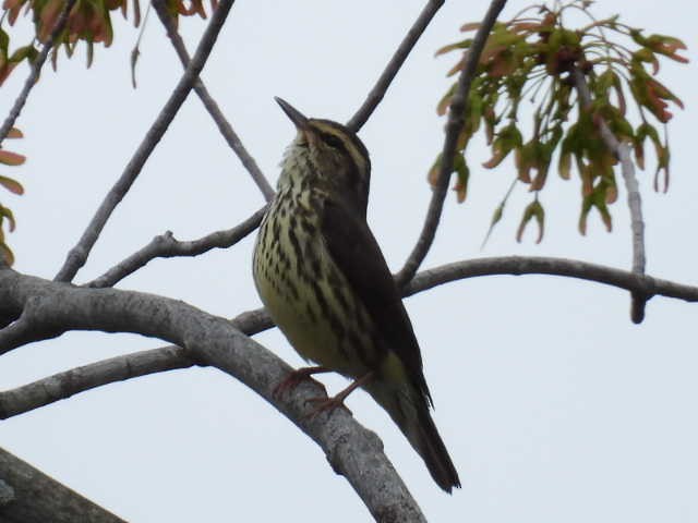 vannparula - ML636519197