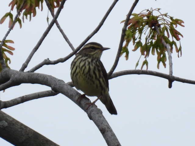 vannparula - ML636519198