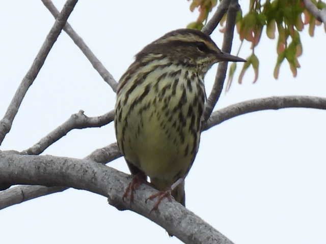 vannparula - ML636519199