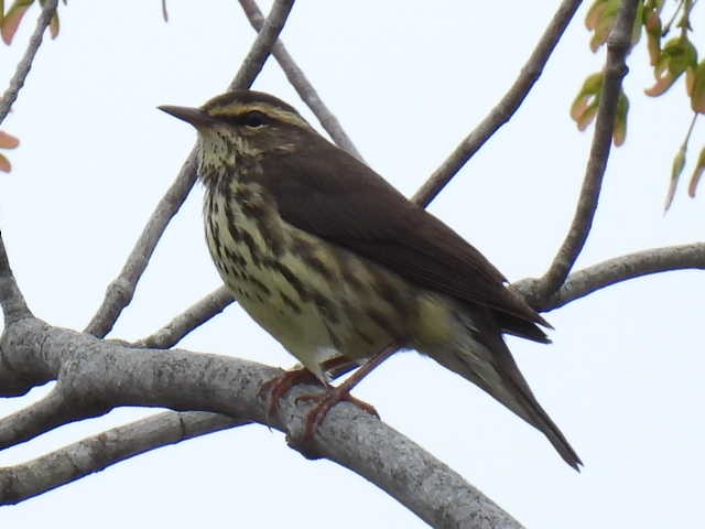 vannparula - ML636519201