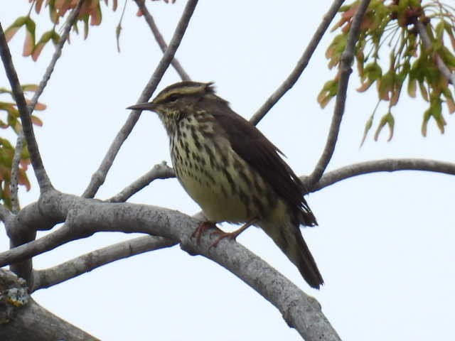 vannparula - ML636519202